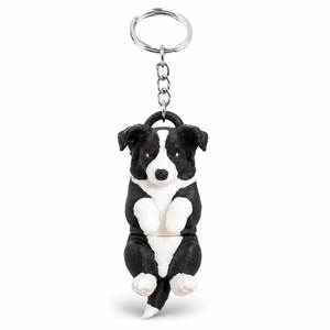 Border Collie Dog